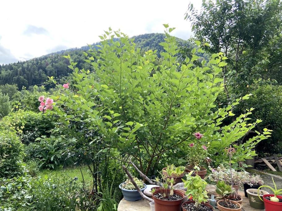 Chambre Double Cosy - Gite De La Louve Fougax-et-Barrineuf Kültér fotó